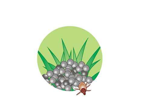 Paralysis Tick