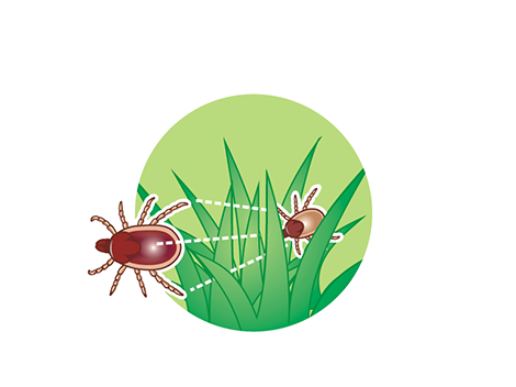 Paralysis Tick