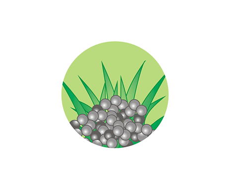 Paralysis Tick