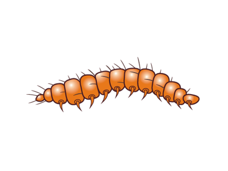 Paralysis Tick