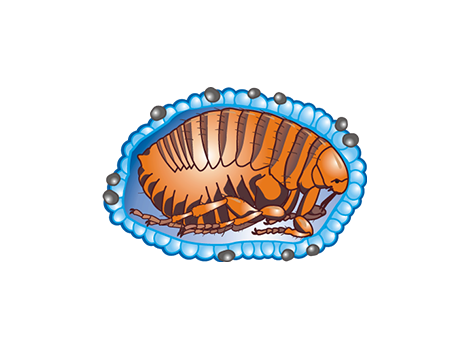Paralysis Tick