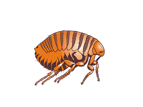Paralysis Tick