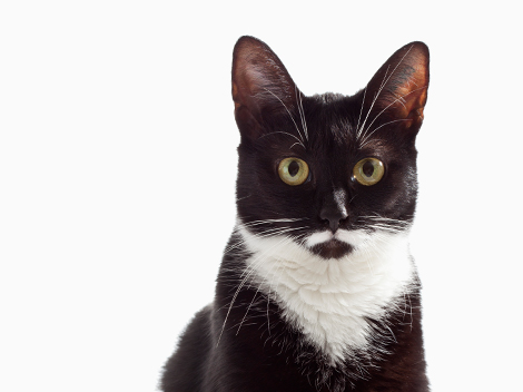 Bravecto Spot-on for Cats