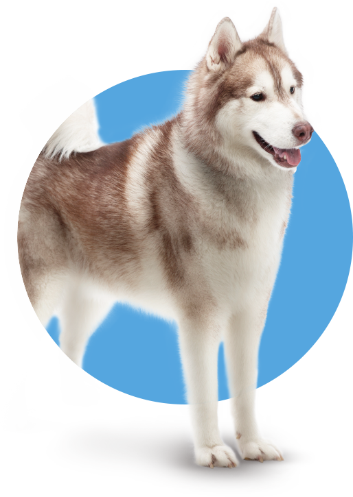 Vet Resources