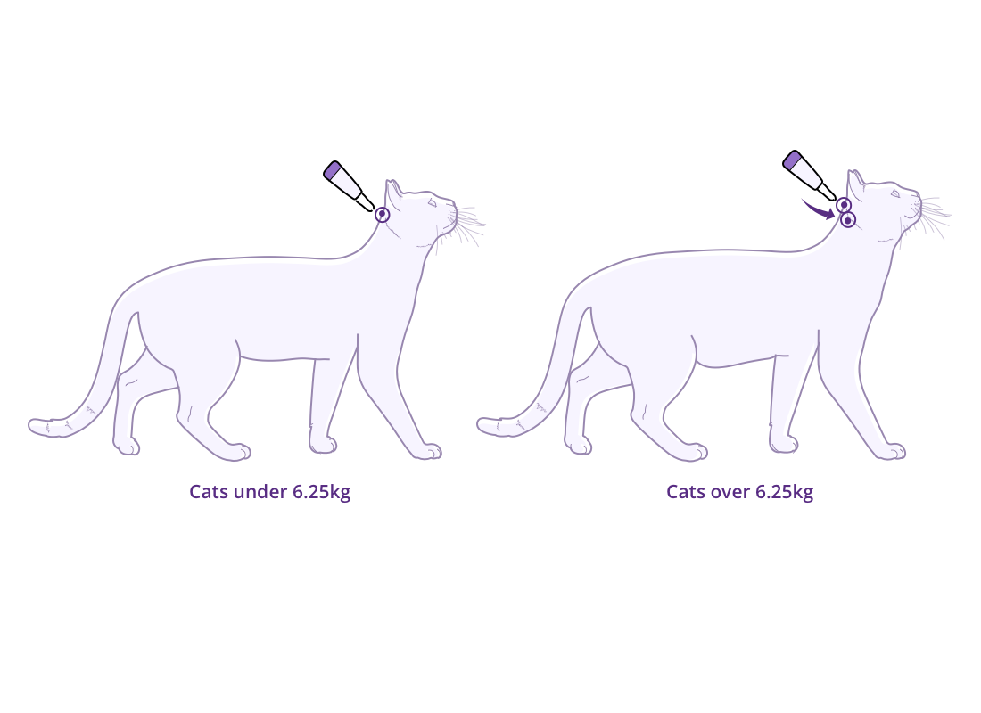 How to use Bravecto Spot-on for Cats