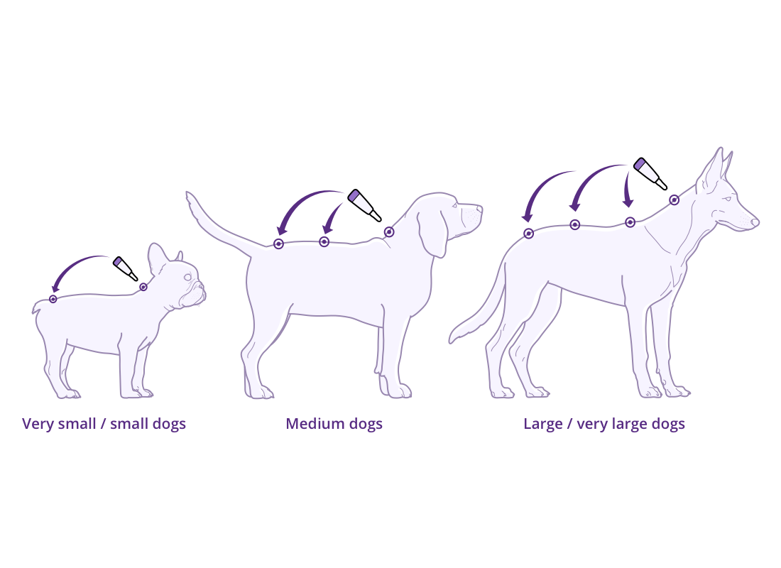How to use Bravecto Spot-on for Dogs