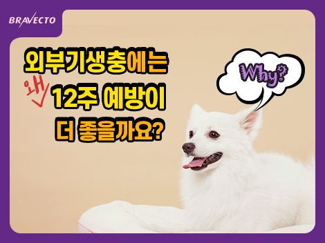 Chew For Dogs Video